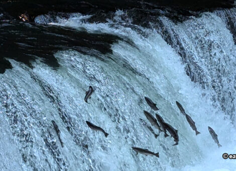 Sakura Falls: Witness the Thrill of Salmon Migration