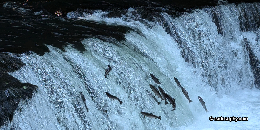 Sakura Falls: Witness the Thrill of Salmon Migration